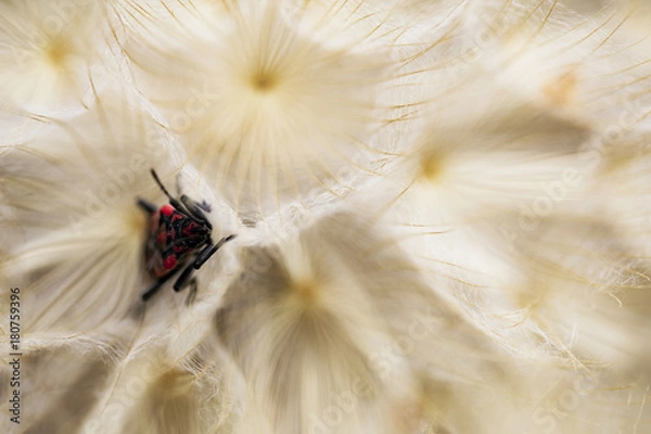 Fototapeta Insect hiding inside dandelion