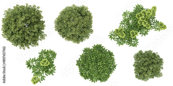 Fototapeta Collection of Pittosporum,Helleborus plants on transparent background from the top view