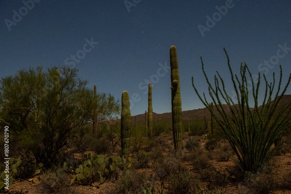 Fototapeta  Arizona deserts' saguaro cactus in Arizona under a moonlit night 