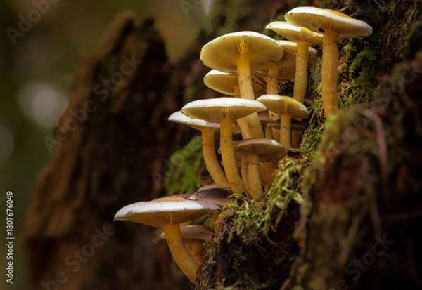 Obraz mushrooms in the forest