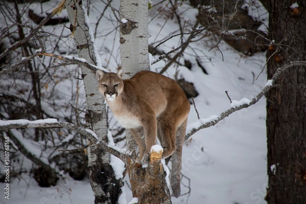 Fototapeta Mountain Lion