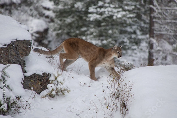 Fototapeta Mountain Lion