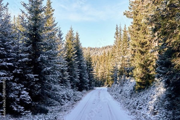 Obraz A forest road of the Totenåsen Hills lodd 2, Norway, November 2025.