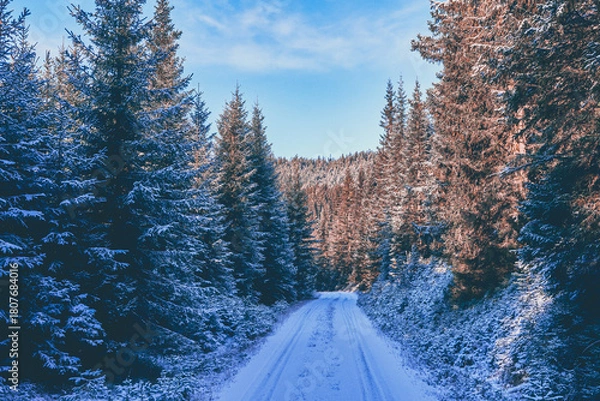 Fototapeta A forest road of the Totenåsen Hills lodd 2, Norway, November 2025.
