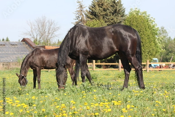 Obraz Лошади на лугу