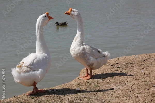 Obraz Гуси на берегу