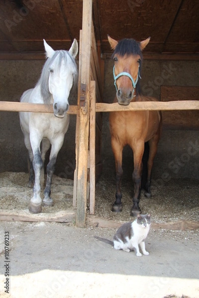 Obraz Лошади и кошка