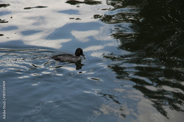 Obraz Утка плывет