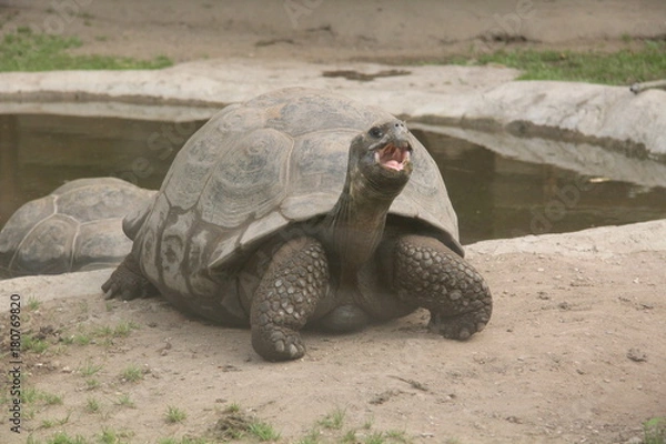 Obraz Черепаха сухопутная