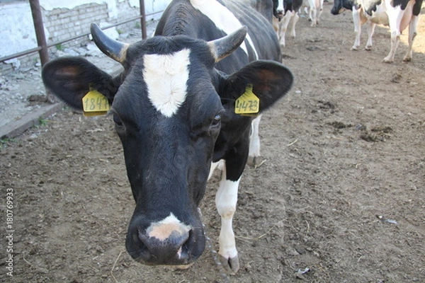 Obraz Корова в коровнике