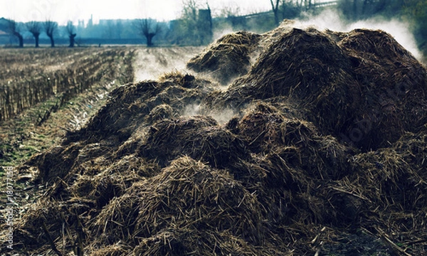 Fototapeta Heap of cow-dung in Piedmont