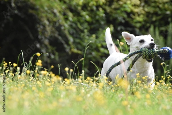 Obraz Jeune femelle Jack Russell blanche, courant dans l'herbe, avec un jouet dans la gueule.