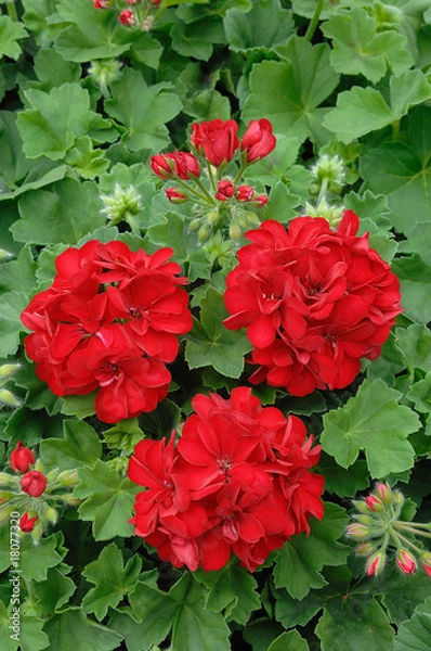 Obraz géranium lierre double rouge