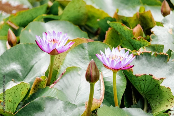 Fototapeta Close-up photograph of two open lotus flowers and one closed flower surrounded by green leaves