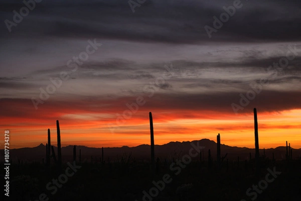 Fototapeta Sunset on american southwest desert features Saguaro cactus in the Saguaro national forest