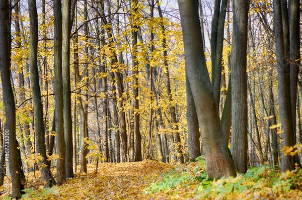 Obraz Autumn forest