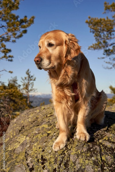 Fototapeta  Golden Retriever Resting Amidst Pine Trees in Wintery Norwegian Forest During Sunny Day