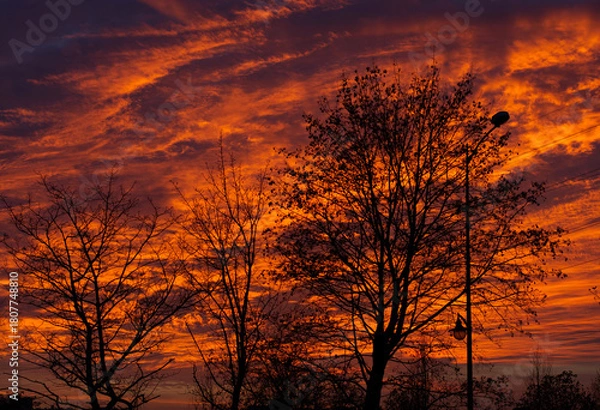 Obraz sunset in the forest