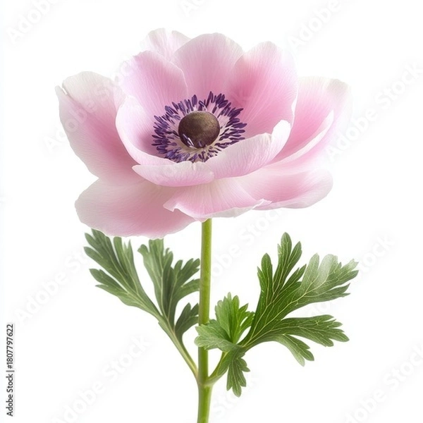 Fototapeta pink anemone flower studio macro close-up showing soft petals and dark center, delicate texture and subtle pastel tones, isolated on white background