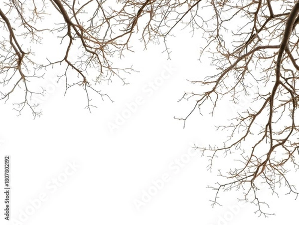 Fototapeta Natural tree branch frame forming an elegant border on white background.
