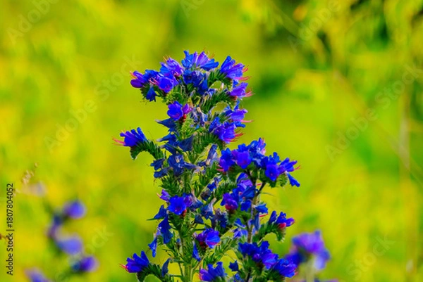 Fototapeta Gewöhnliche Natternkopf