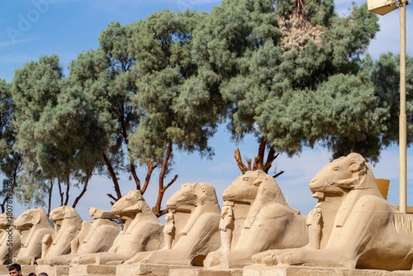 Fototapeta Egypt, Luxor, 02.01.2022  Karnak temple, alley of the ram-headed sphinxes.