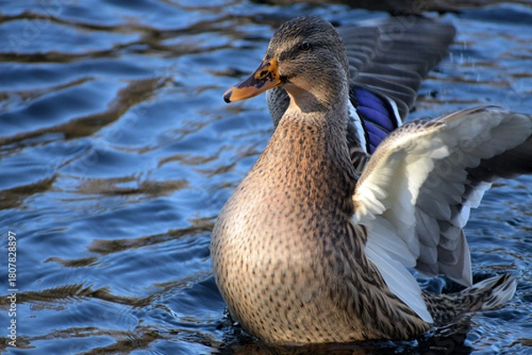 Fototapeta stockente