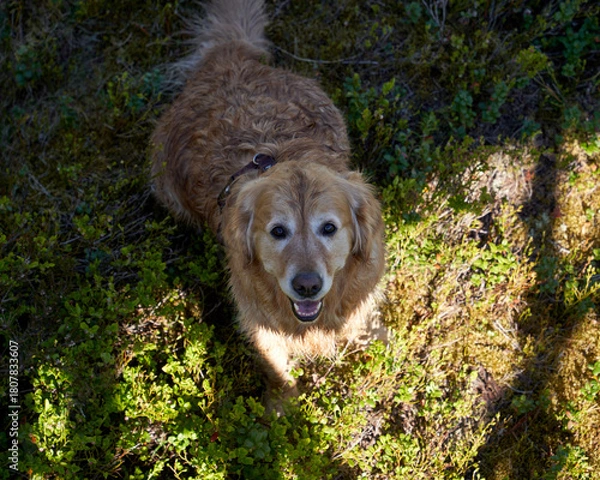 Fototapeta  "Golden Retriever Puppy's Adventure: Exploring Norwegian Woods with Her Devoted Master, Wet from Rain"