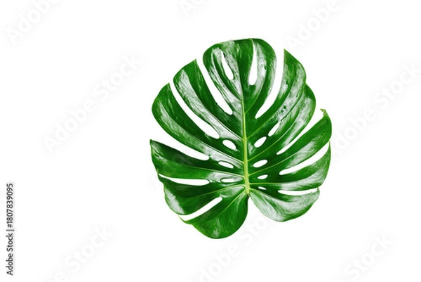 Fototapeta Close-up of a vibrant green monstera leaf, sharply defined against a pure black background.  Deep green tones, prominent veining, and a unique,  irregular leaf shape