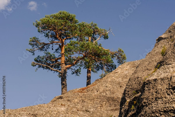 Fototapeta Rock formations and pine trees in the Castroviejo nature reserve, in Duruelo de la Sierra, Soria, Castile and Leon, Spain.