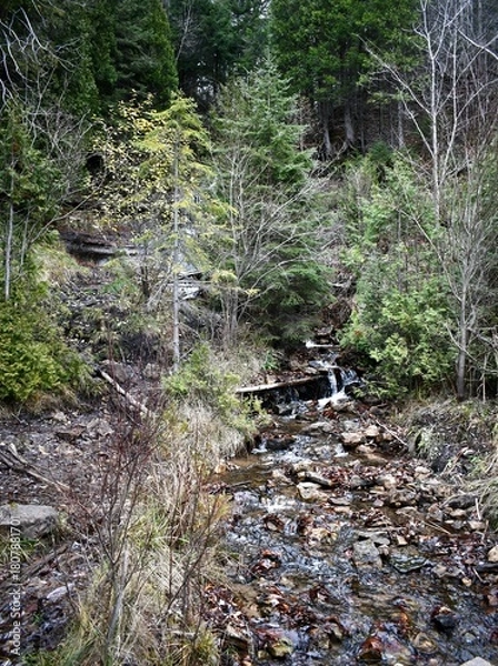 Fototapeta stream in the forest