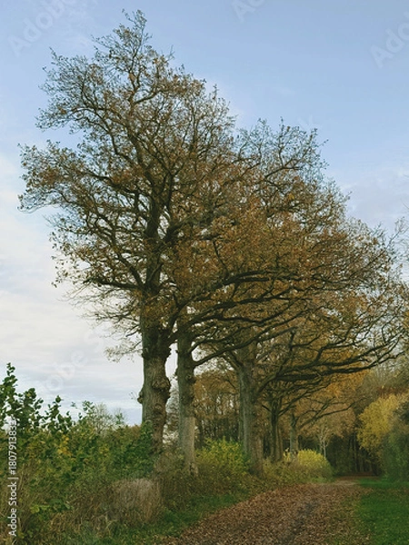 Obraz Eichenallee mit asymmetrisch geformten Baumkronen