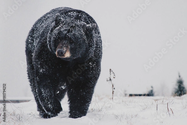 Obraz Black Bear in the Snow