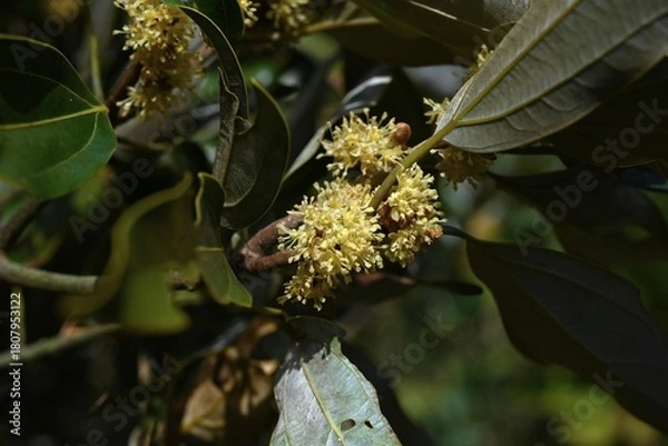 Obraz Neolitsea sericea (Japanese name Shirodamo) flowers. Lauraceae evergreen. It is dioecious, with pale yellow flowers blooming next to the leaves, and only female trees produce berries.
