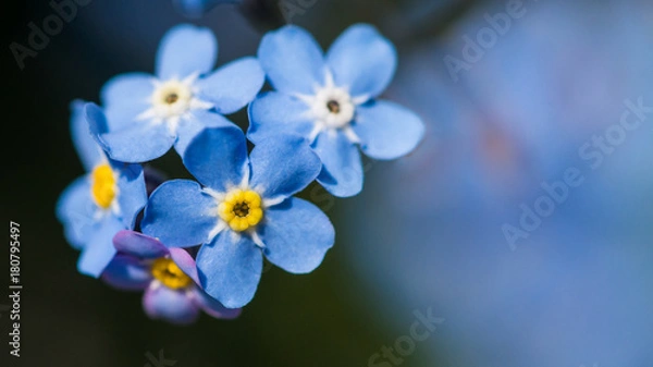Obraz Blue Forget Me Nots