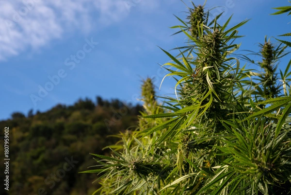 Fototapeta Marijuana plant on the background of the mountains and blue sky.