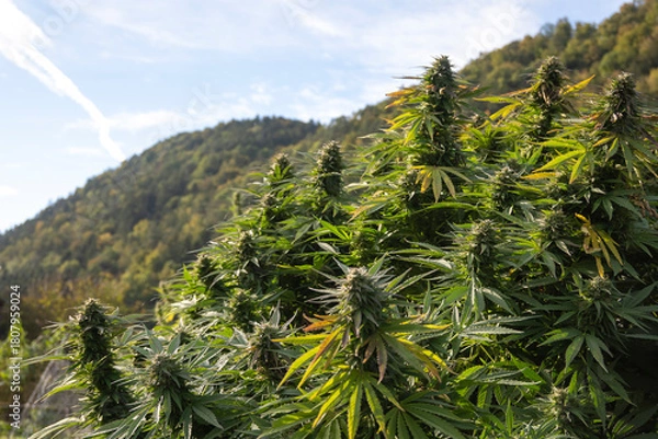 Fototapeta cannabis plant in the field on the background of the mountains