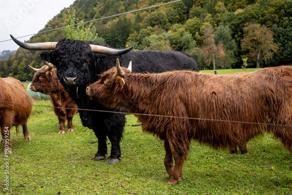 Fototapeta Scottish highland cattle in a meadow in Bavaria, Germany