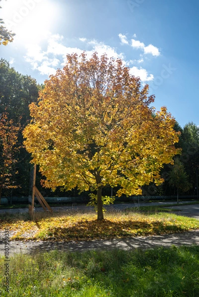 Fototapeta Autumnal tree with yellow leaves on a background of blue sky