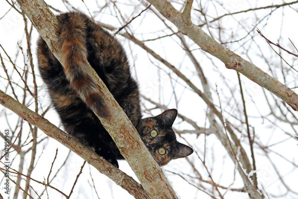 Fototapeta Eine hübsche schwarz-braune Schildpatt-Katze sitzt kopfüber auf einem Baum