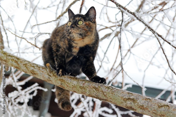 Fototapeta Eine hübsche schwarz-braune Schildpatt-Katze auf einem Baum