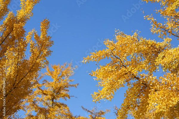 Fototapeta イチョウの紅葉と秋晴れ