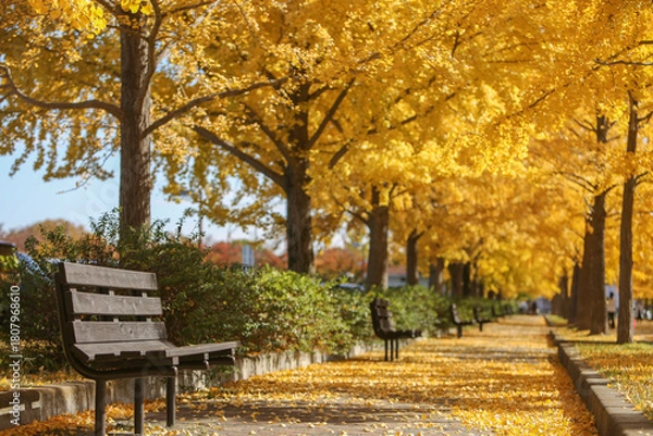 Fototapeta イチョウ並木にある日当たりの良いベンチ