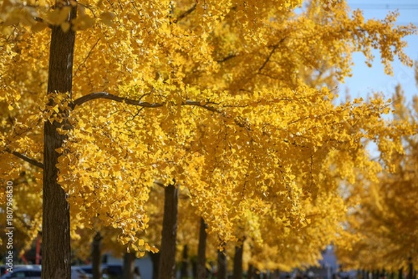 Fototapeta 紅葉したイチョウ並木