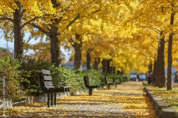Fototapeta 公園のイチョウ並木とベンチ