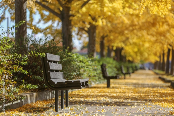 Fototapeta イチョウ並木がある公園のベンチ