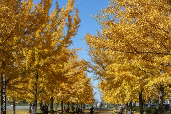Fototapeta イチョウの紅葉と秋晴れ