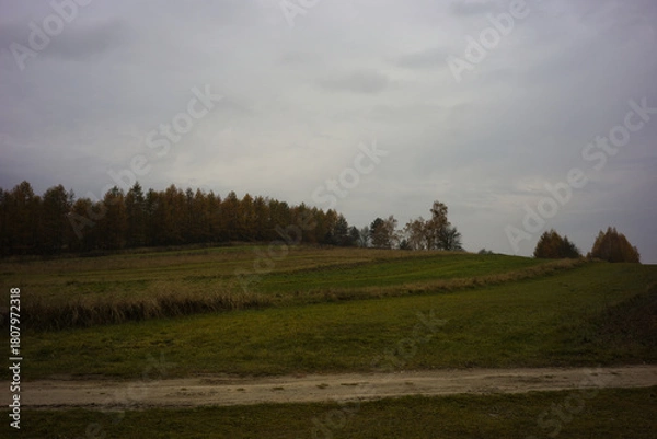 Obraz field with a road and trees