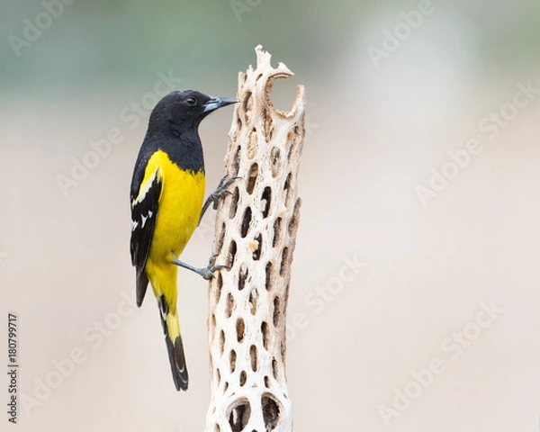 Obraz Scott's Oriole