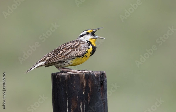 Obraz Eastern Meadowlark